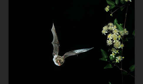 Fransenfledermaus (Myotis nattereri)