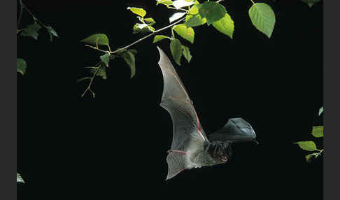 Mopsfledermaus (Barbastella barbastellus)