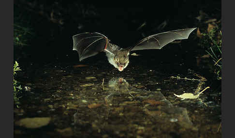 Fransenfledermaus (Myotis nattereri)