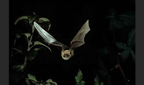 Fransenfledermaus (Myotis nattereri)