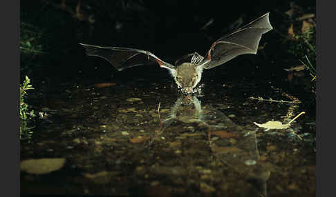 Fransenfledermaus (Myotis nattereri)