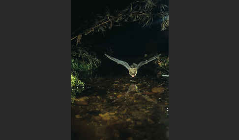 Große Bartfledermaus (Myotis brandti)