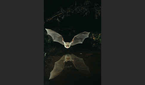 Fransenfledermaus (Myotis nattereri)