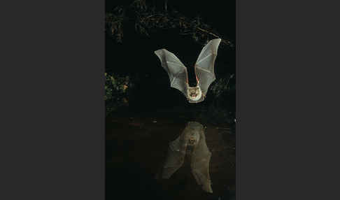 Fransenfledermaus (Myotis nattereri)