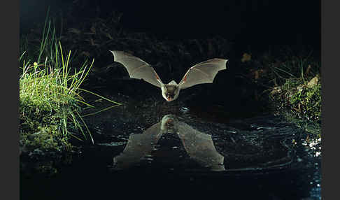 Fransenfledermaus (Myotis nattereri)