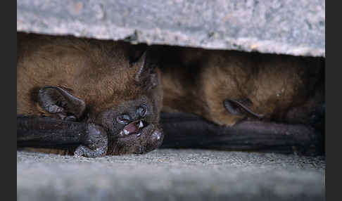 Abendsegler (Nyctalus noctula)