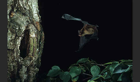 Kleiner Abendsegler (Nyctalus leisleri)