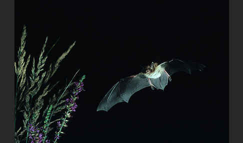 Wasserfledermaus (Myotis daubentoni)