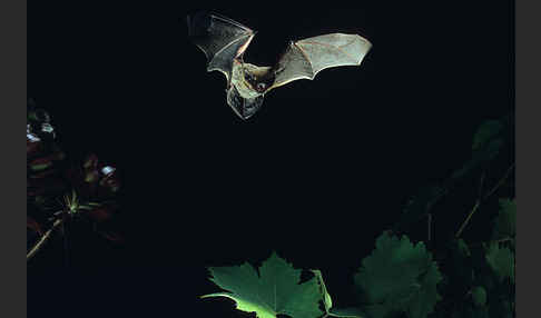 Weißrandfledermaus (Pipistrellus kuhli)