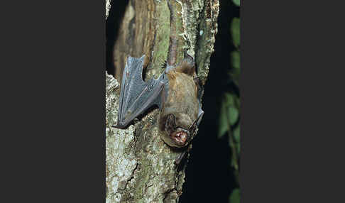 Kleiner Abendsegler (Nyctalus leisleri)