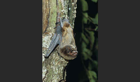 Kleiner Abendsegler (Nyctalus leisleri)