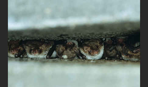 Fransenfledermaus (Myotis nattereri)