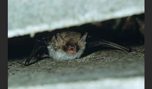 Fransenfledermaus (Myotis nattereri)