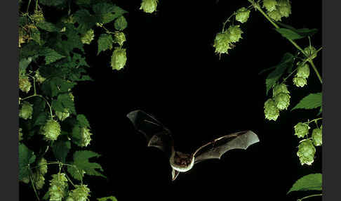 Wasserfledermaus (Myotis daubentoni)