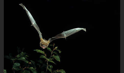 Abendsegler (Nyctalus noctula)