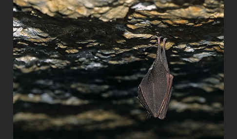 Kleine Hufeisennase (Rhinolophus hipposideros)