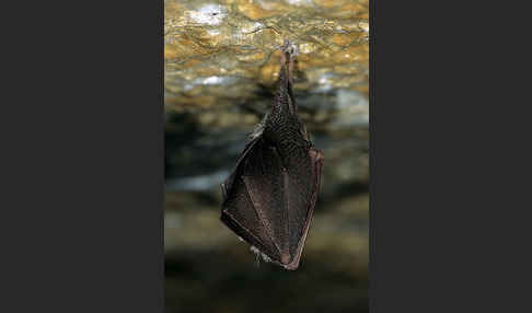 Kleine Hufeisennase (Rhinolophus hipposideros)