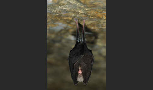 Kleine Hufeisennase (Rhinolophus hipposideros)