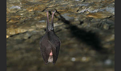 Kleine Hufeisennase (Rhinolophus hipposideros)