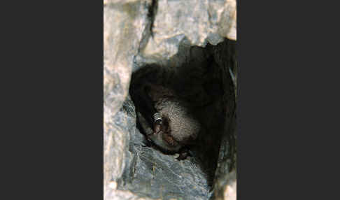 Wasserfledermaus (Myotis daubentoni)