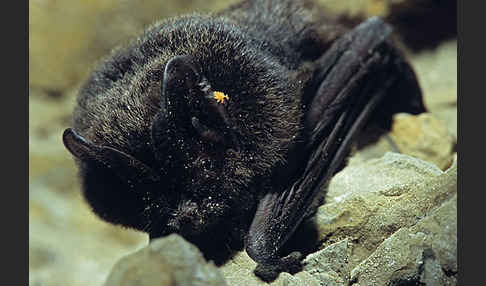 Mopsfledermaus (Barbastella barbastellus)