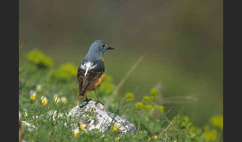 Steinrötel (Monticola saxatilis)