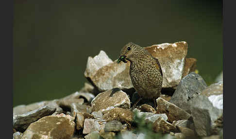 Steinrötel (Monticola saxatilis)