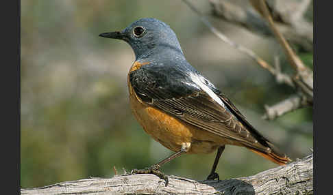 Steinrötel (Monticola saxatilis)