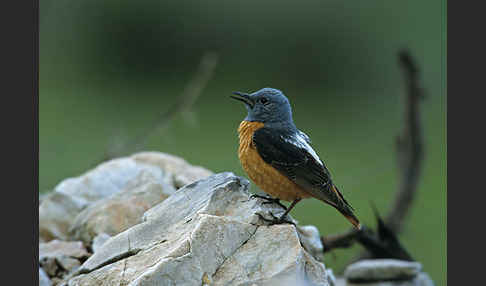 Steinrötel (Monticola saxatilis)