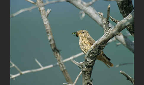 Steinrötel (Monticola saxatilis)