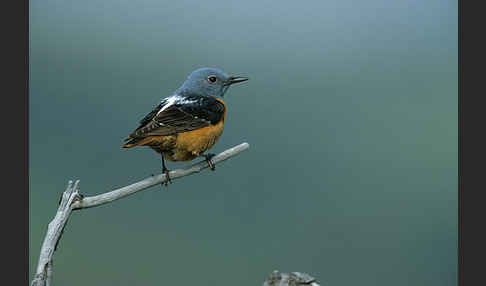 Steinrötel (Monticola saxatilis)