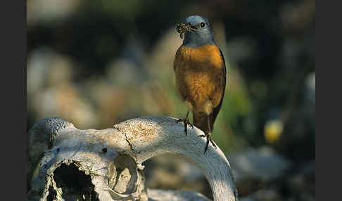 Steinrötel (Monticola saxatilis)