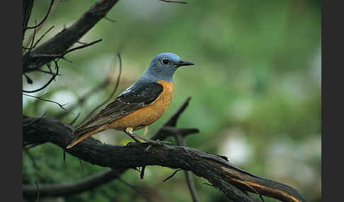 Steinrötel (Monticola saxatilis)