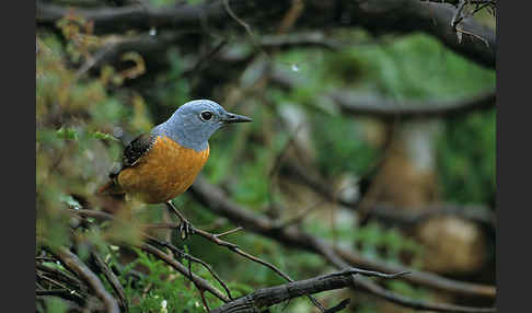 Steinrötel (Monticola saxatilis)