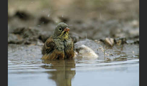 Ortolan (Emberiza hortulana)