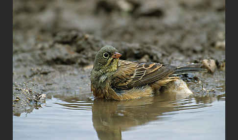 Ortolan (Emberiza hortulana)