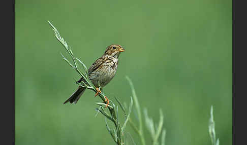 Grauammer (Miliaria calandra)