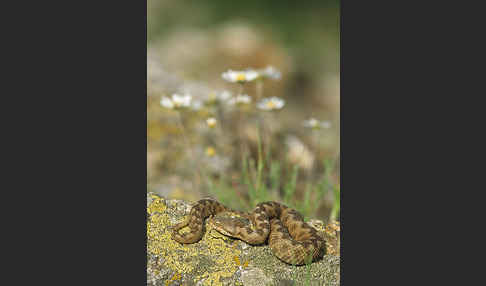 Europäische Hornotter (Vipera ammodytes)