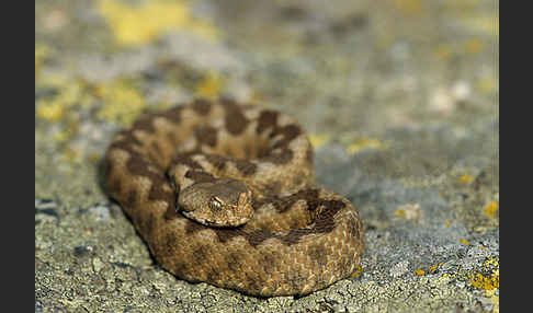 Europäische Hornotter (Vipera ammodytes)