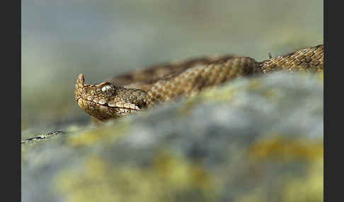 Europäische Hornotter (Vipera ammodytes)