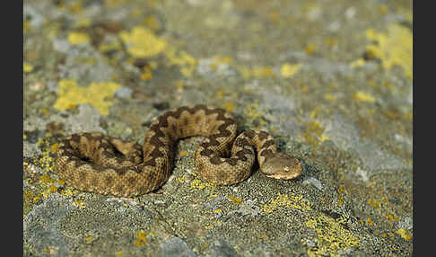 Europäische Hornotter (Vipera ammodytes)