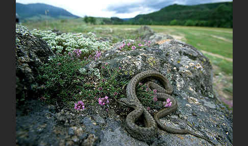 Schlingnatter (Coronella austriaca)