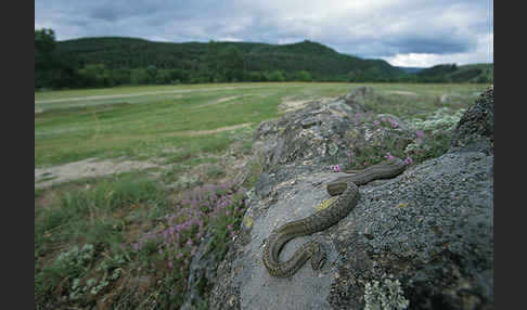 Schlingnatter (Coronella austriaca)