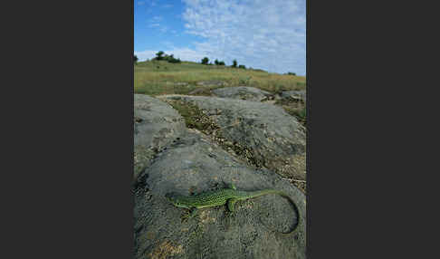 Riesensmaragdeidechse (Lacerta trilineata)