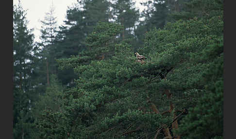 Kaiseradler (Aquila heliaca)