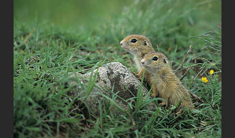 Gemeines Ziesel (Citellus citellus)