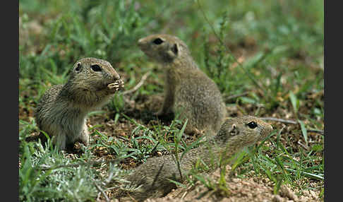 Gemeines Ziesel (Citellus citellus)