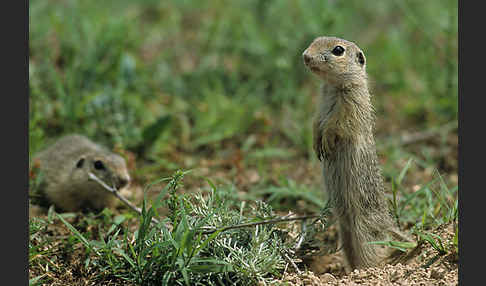 Gemeines Ziesel (Citellus citellus)