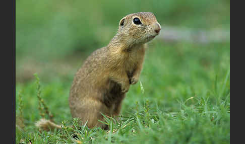 Gemeines Ziesel (Citellus citellus)