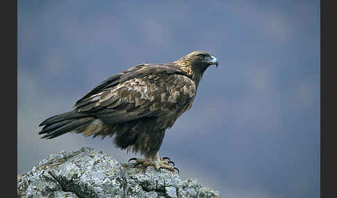 Steinadler (Aquila chrysaetos)